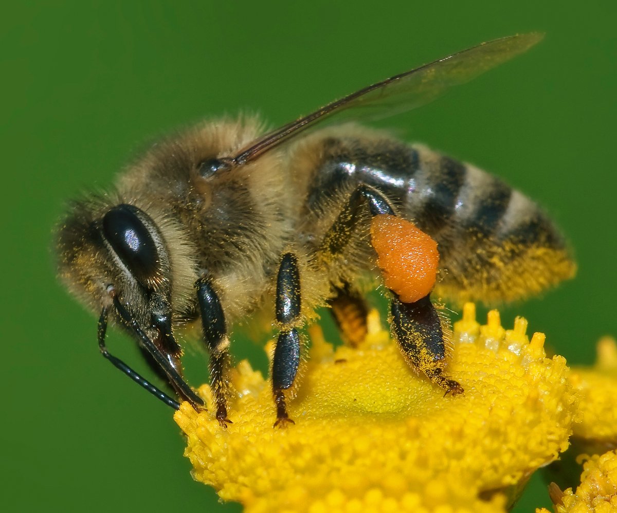 Abeille domestique