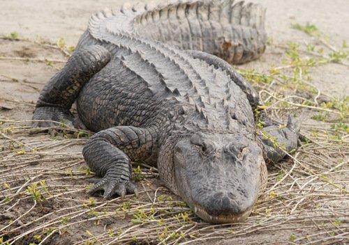 Alligator du Mississippi