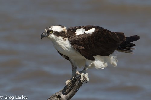 Balbuzard pêcheur