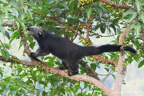 Binturong