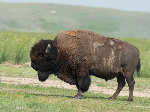 Bison d’Amérique
