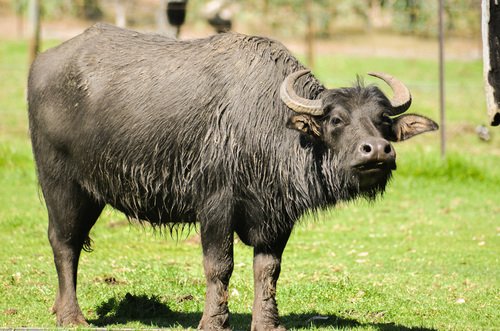 Buffle d’eau