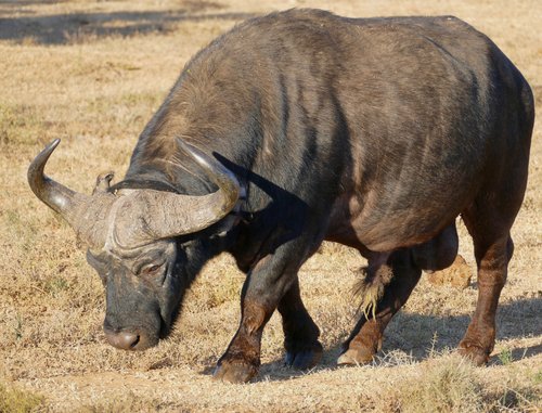 Buffle du Cap