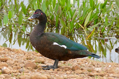 Canard de Barbarie
