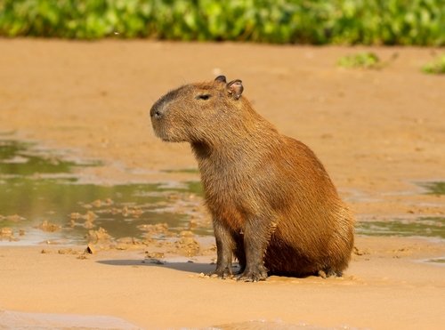 Capybara