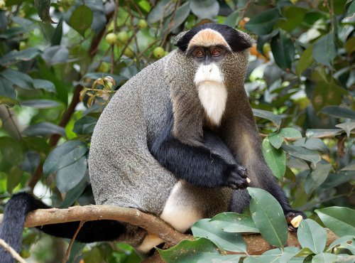 Cercopithèque de Brazza