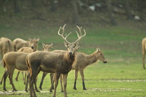 Cerf du Père David