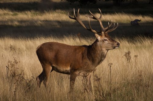 Cerf élaphe