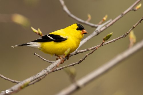 Chardonneret élégant