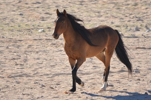 Cheval