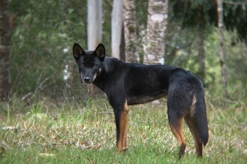Chien