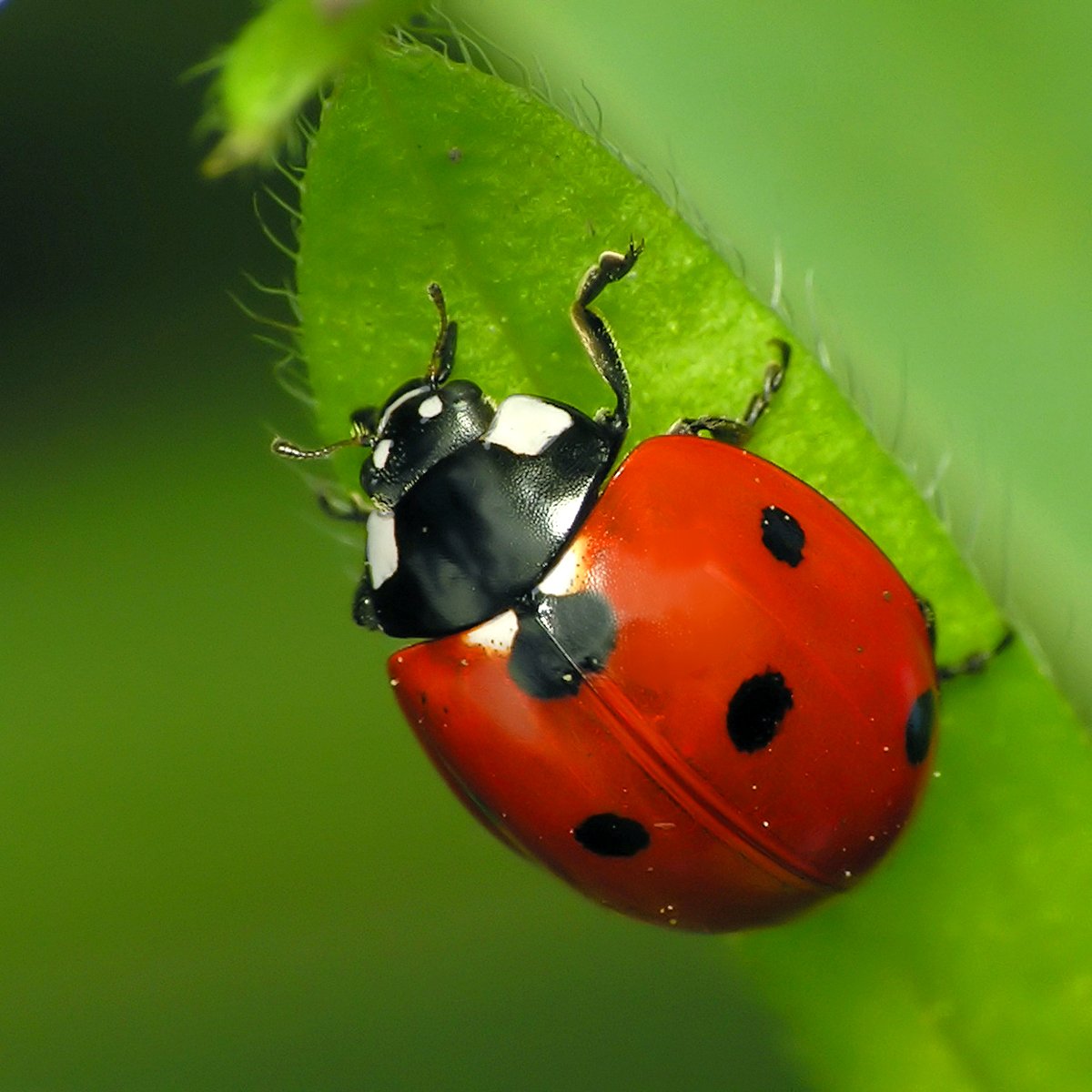 Coccinelle à 7 points