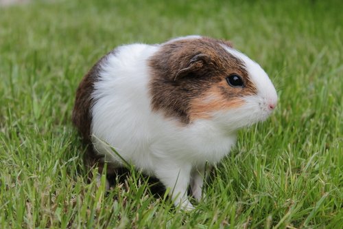 Cochon d’Inde