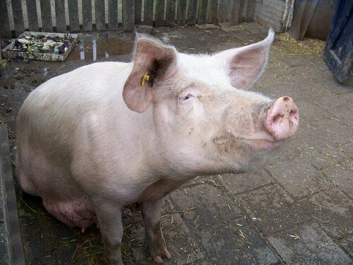 Cochon