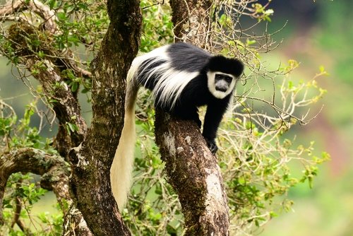 Colobe guereza