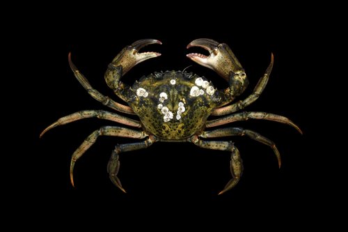 Crabe vert