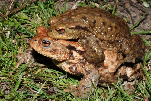 Crapaud commun