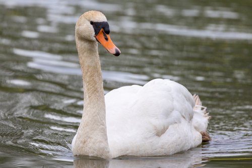 Cygne tuberculé