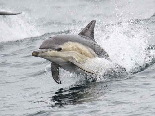 Dauphin commun