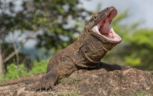 Dragon de Komodo