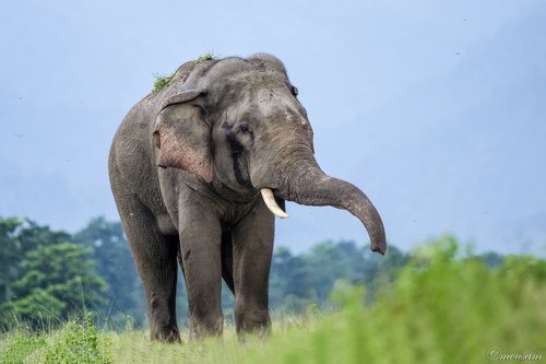 Éléphant d’Asie