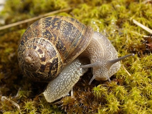 Escargot petit-gris