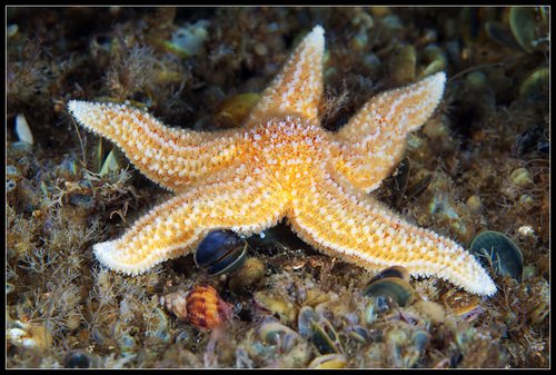Étoile de mer