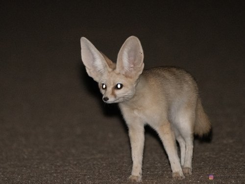 Fennec