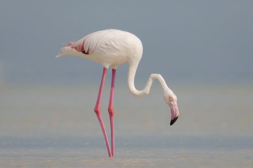 Flamant rose