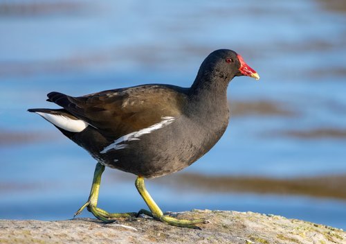 Gallinule poule-d’eau