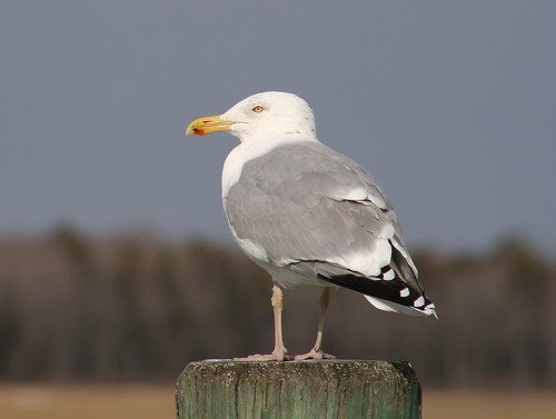 Goéland argenté