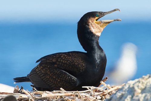 Grand cormoran