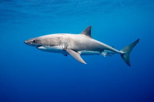 Grand requin blanc