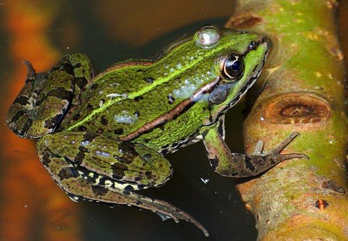 Grenouille verte
