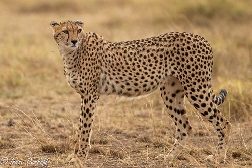 Guépard
