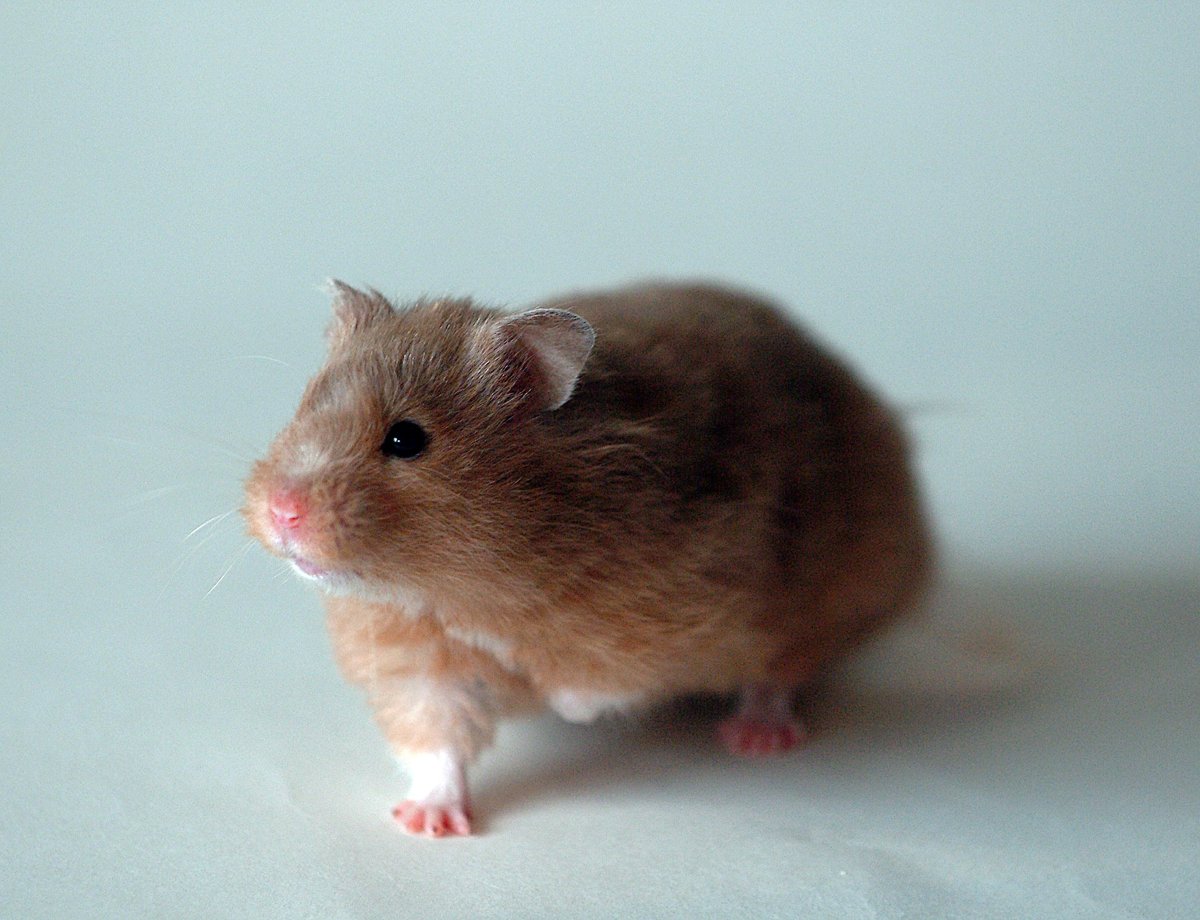 Hamster doré