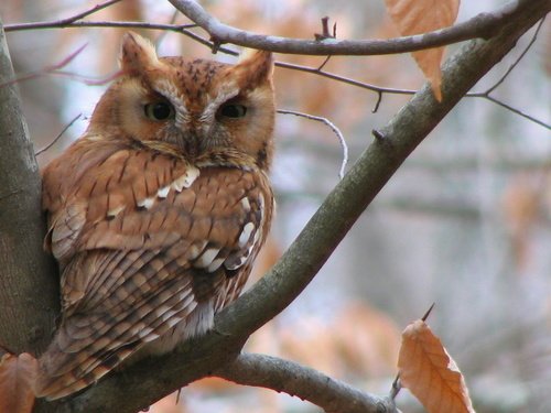 Hibou moyen-duc