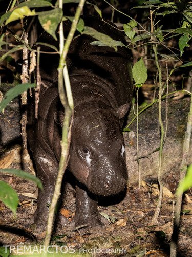 Hippopotame nain