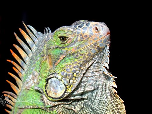 Iguane vert