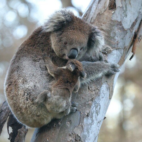 Koala