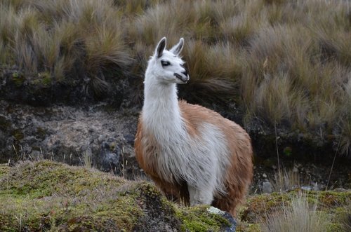 Lama