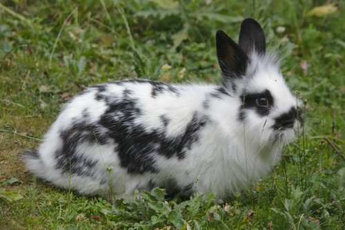 Lapin domestique