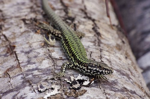Lézard des murailles