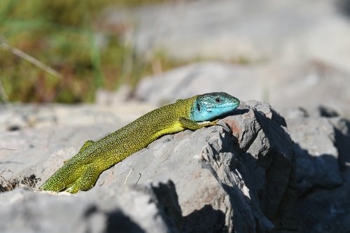 Lézard vert