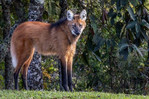 Loup à crinière