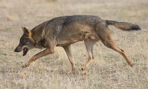 Loup ibérique