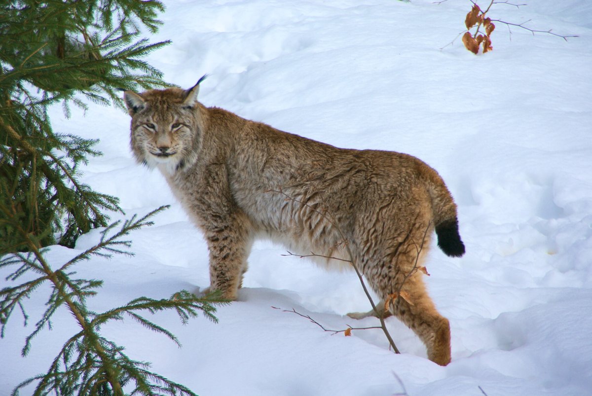 Lynx boréal