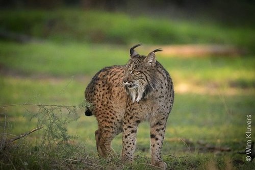 Lynx pardelle