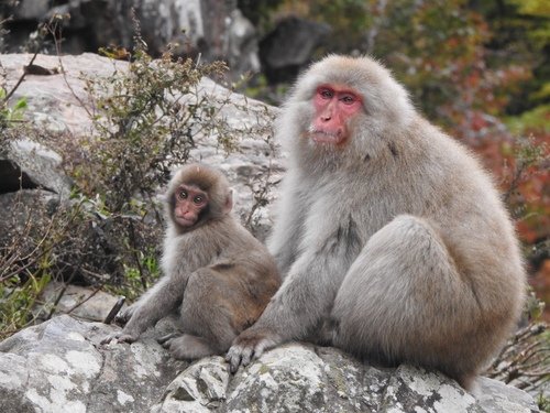Macaque japonais