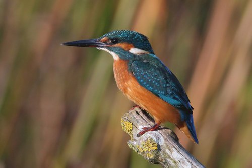 Martin-pêcheur d’Europe